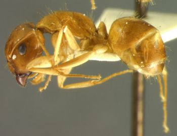 Media type: image; Entomology 9226   Aspect: habitus lateral view